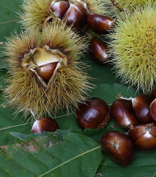 Chestnut burrs with nuts