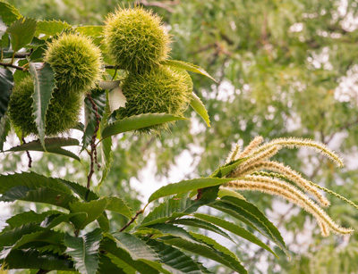Chinese Chestnut trees available for online sales or pickup at Idaho chestnut nursery
