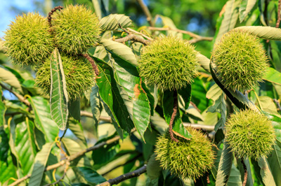 Chestnut blossom maturing from squid or involucre