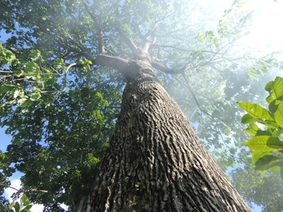 Tall timber chestnut tree looking up toward sky
