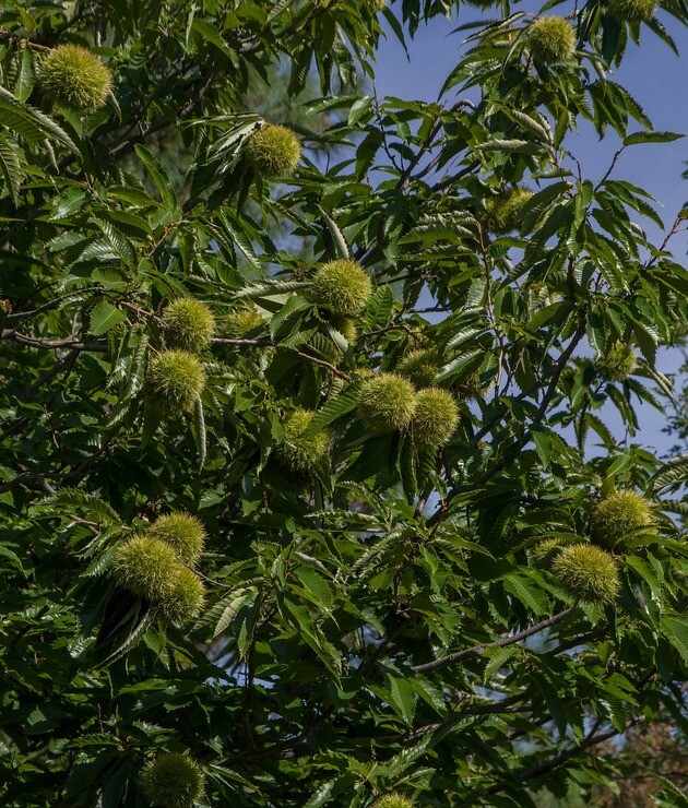 Chinese Chestnut Orchard