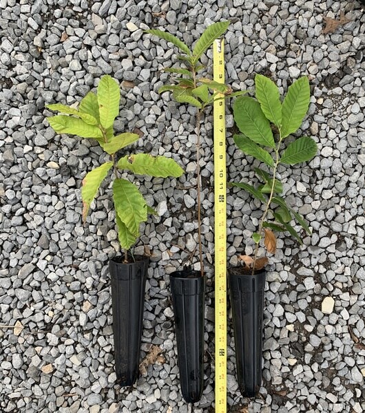 Castanea denata hybrid Dunstan chestnut seedlings for sale