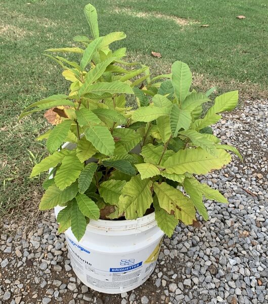 Hybrid Dunstan chestnut seedlings provide wildlife and humans with a valuable, sustainable food source