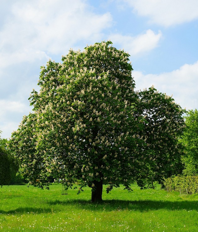 Chestnut tree