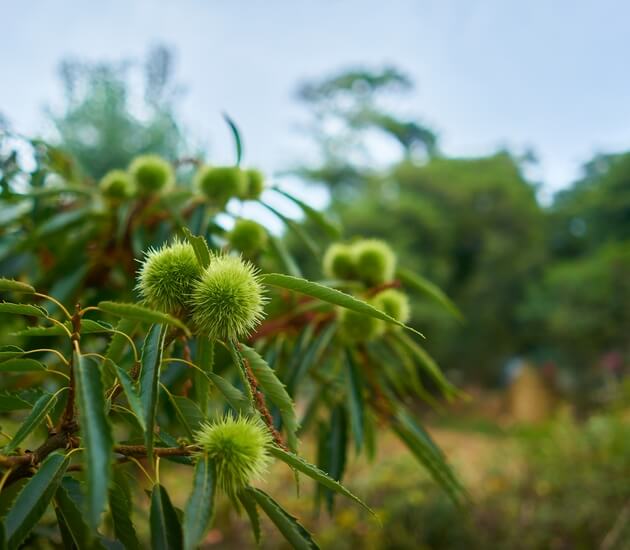 Chestnut burrs with catkin