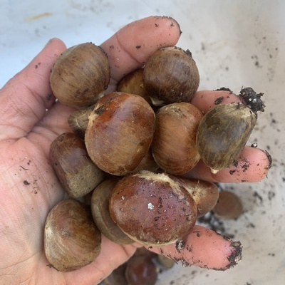 Raw chestnuts