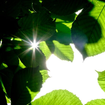 Sunshine through leaves chestnut